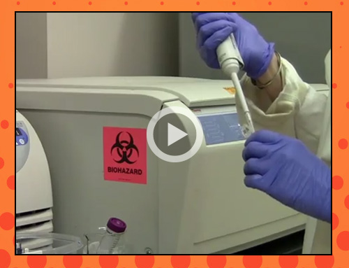 Julie Champion lab video