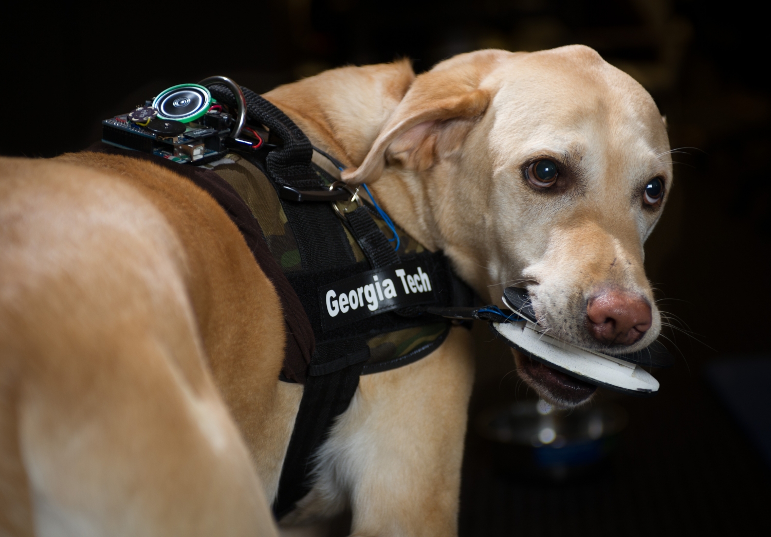 The FIDO vest for canines is equipped with several sensors. A dog can trigger a sensor by nipping or nudging it, movement that send audible cues to the dog’s owner