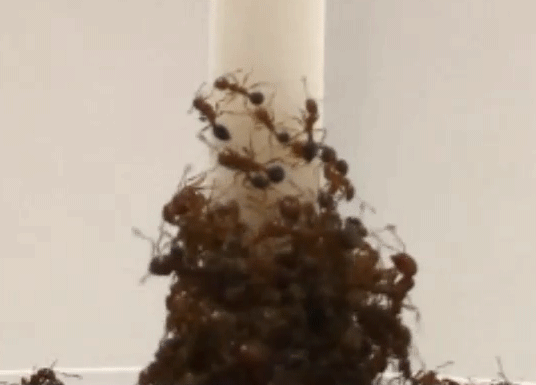 Gifs of ants walking