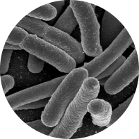 Electron microscope photo of E. coli bacteria rods