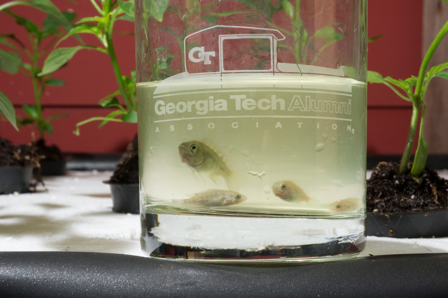 Van Ginkel's aquaponics systems let people create small-scale urban farms