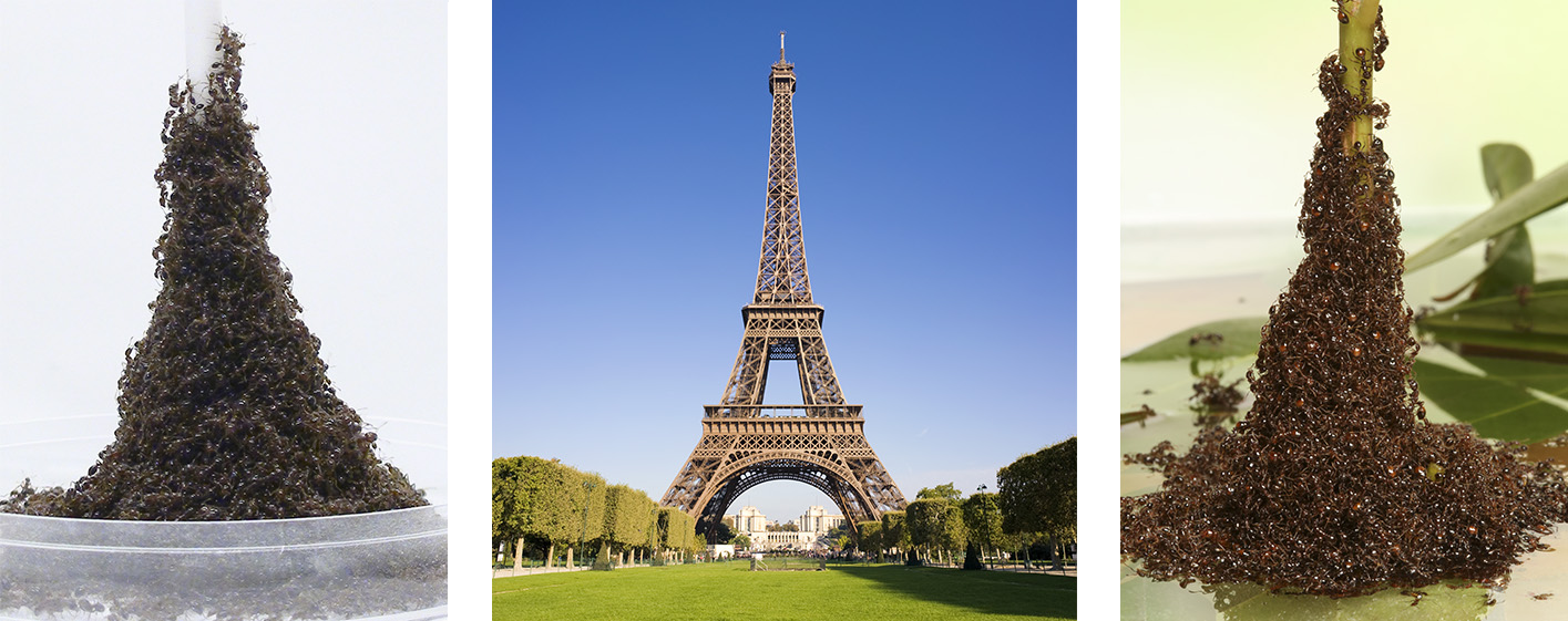 Ant towers and the Eiffel Tower