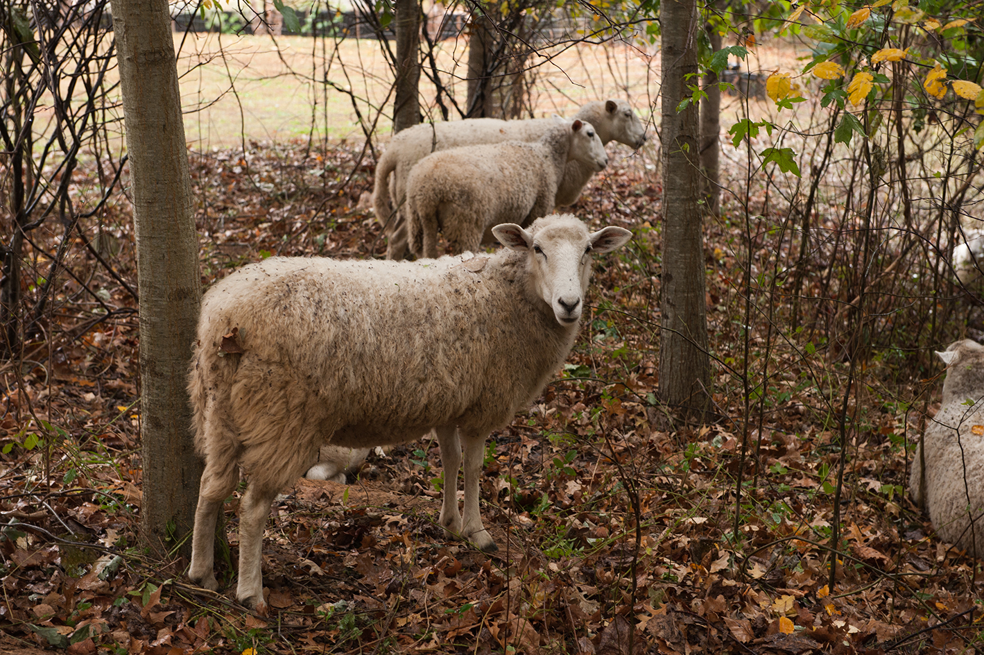 Sheep are helping clean up kudzu in an area north of the BioTech Quad. Sheep are helping clean up kudzu in an area north of the BioTech Quad.
