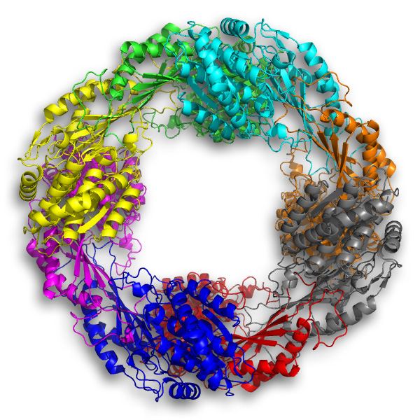 A bacterial warrior the only one of its kind? This enzyme is "wacko" in many ways in its breakdown of a poison related to TNT. On top of that, 5NAA-A is known so far only to exist in a single living organism on Earth. Could it be the lone master of a rare bacterial enzymatic kung fu, in the war on potatoes? Or does a genomic clue point to its existence in one other solitary case? A bacterial warrior the only one of its kind? This enzyme is "wacko" in many ways in its breakdown of a poison related to TNT. On top of that, 5NAA-A is known so far only to exist in a single living organism on Earth. Could it be the lone master of a rare bacterial enzymatic kung fu, in the war on potatoes? Or does a genomic clue point to its existence in one other solitary case?