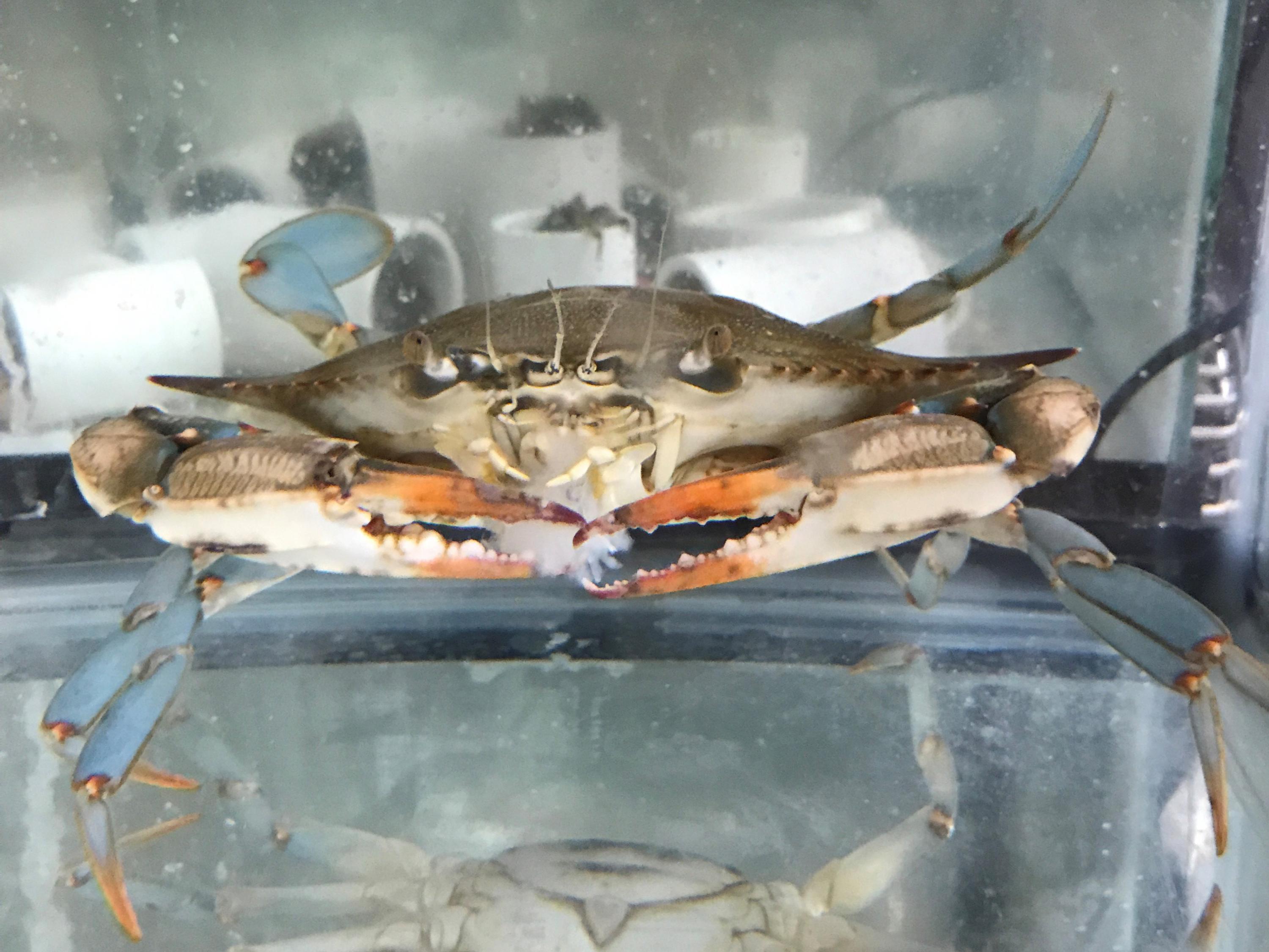 A blue crab in a tank in a research lab at Georgia Tech. In the tank behind it, small mud crabs are hiding in plastic tubes. Georgia Tech / Alex Draper A blue crab in a tank in a research lab at Georgia Tech. In the tank behind it, small mud crabs are hiding in plastic tubes. Georgia Tech / Alex Draper