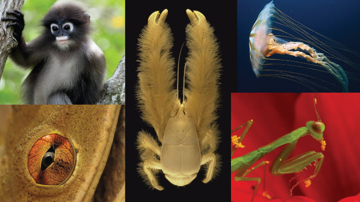 Images from the Encyclopedia of Life. Photo credits: Robertpollai, CC-BY; A. Fifis/Ifremer, CC-BY-NC; Kevin Raskoff & MPC, CC-BY-NC-SA; Sean McCann, CC-BY-NC-SA; Nick Hobgood, CC-BY-NC
Images from the Encyclopedia of Life. Photo credits: Robertpollai, CC-BY; A. Fifis/Ifremer, CC-BY-NC; Kevin Raskoff & MPC, CC-BY-NC-SA; Sean McCann, CC-BY-NC-SA; Nick Hobgood, CC-BY-NC