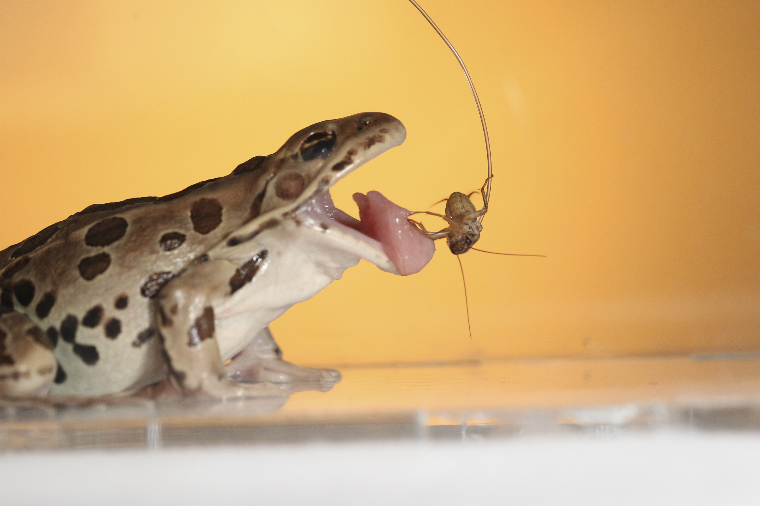 A northern leopard frog catches a cricket (Courtesy: Candler Hobbs) A northern leopard frog catches a cricket (Courtesy: Candler Hobbs)