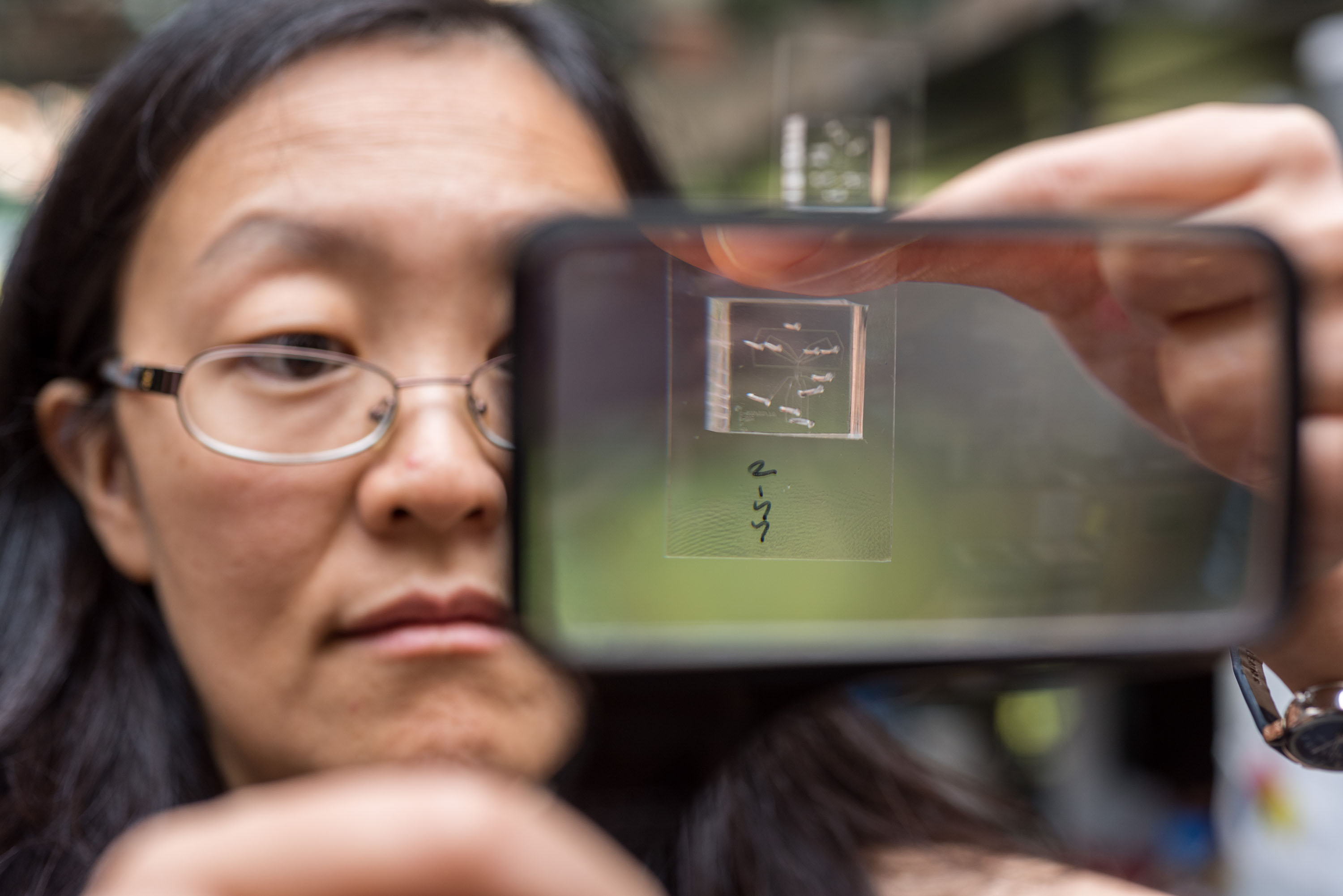 Engineering Professor Hang Lu holds up a chip used to immobilize C. elegans roundworms for photographing by a microscope optic connected to a computer. The chip then sorts the worms into one of two channels for either mutants or non-mutants, a status an algorythm determines based on subtle phenotypical differences it recognizes in the microscope photo. Credit: Georgia Tech / Rob Felt