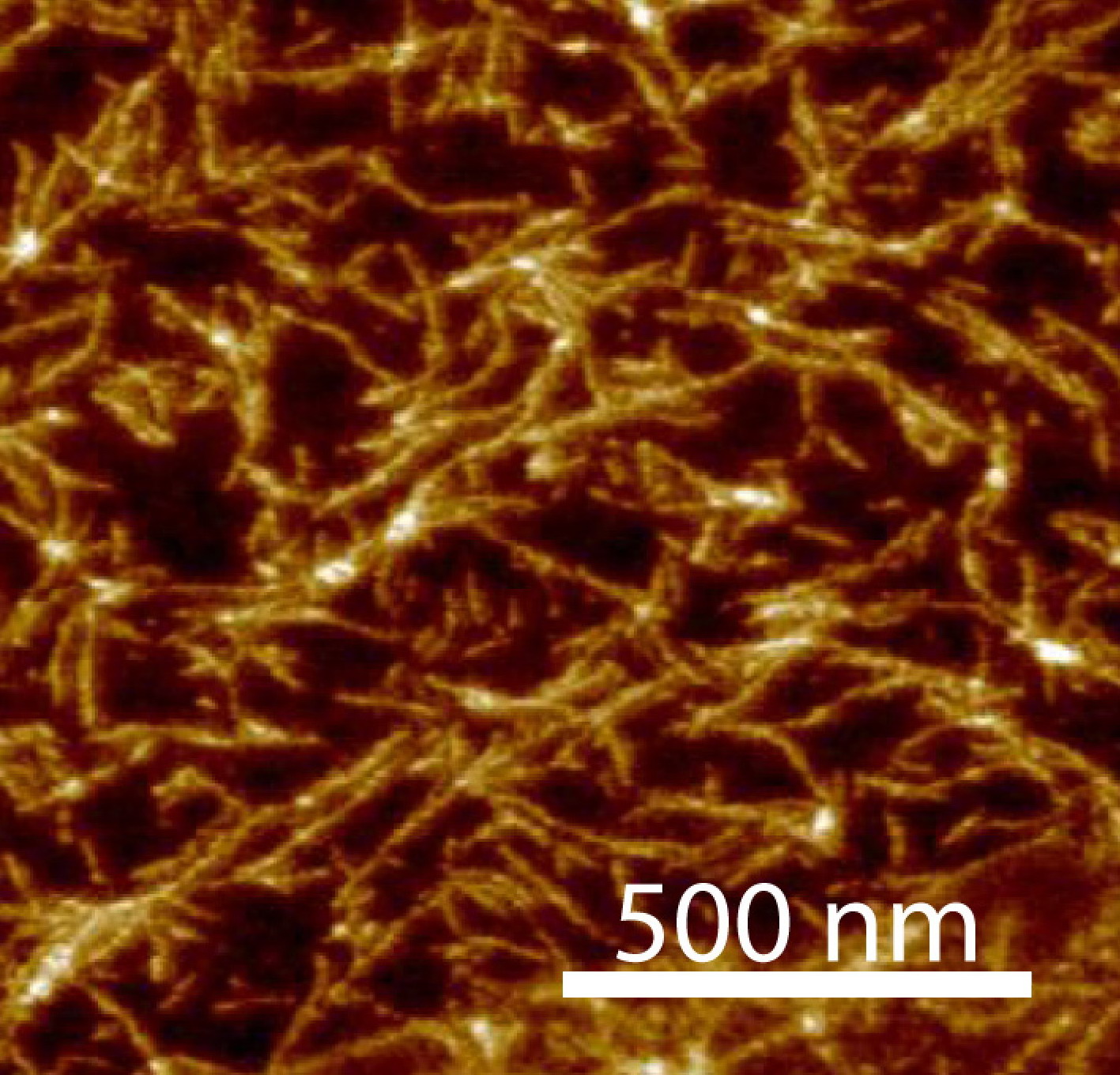 Atomic force microscopy image of structures formed by the the self-assembly of TAP-ribose nucleoside with cyanuric acid. Credit: Nicholas Hud. Atomic force microscopy image of structures formed by the the self-assembly of TAP-ribose nucleoside with cyanuric acid. Credit: Nicholas Hud.