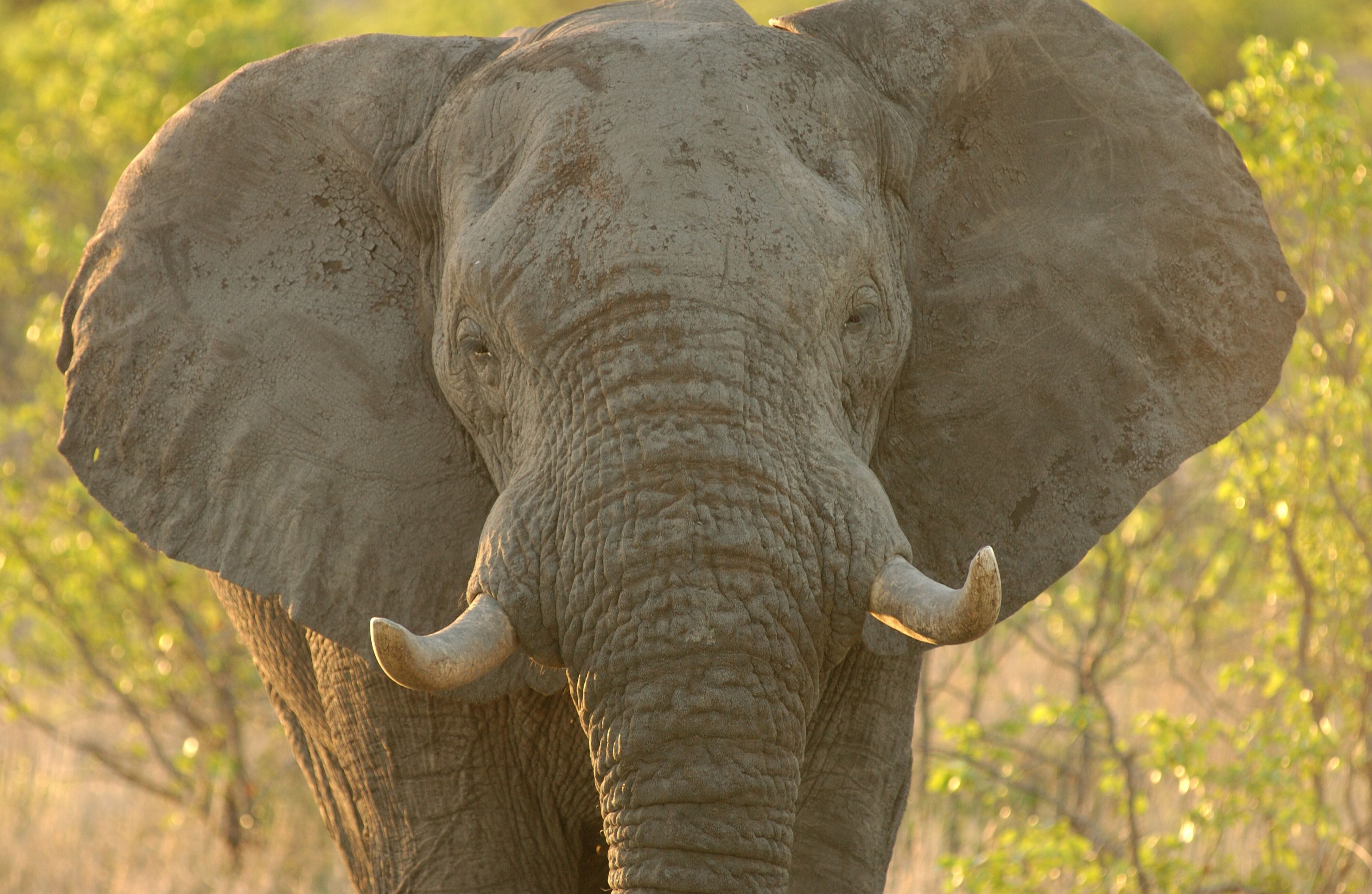 Even though an elephant’s bladder is 3,600 times larger than a cat’s (18 liters vs. 5 milliliters), both animals relieve themselves in about 20 seconds. Even though an elephant’s bladder is 3,600 times larger than a cat’s (18 liters vs. 5 milliliters), both animals relieve themselves in about 20 seconds.