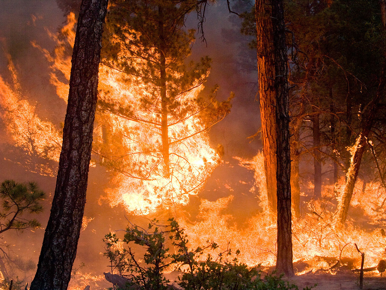 Wildfires burn much more biomass per area than professional prescribed burns, and pollute at a much higher rate. Credit: Kari Greer/USFS Gila National Forest via NASA