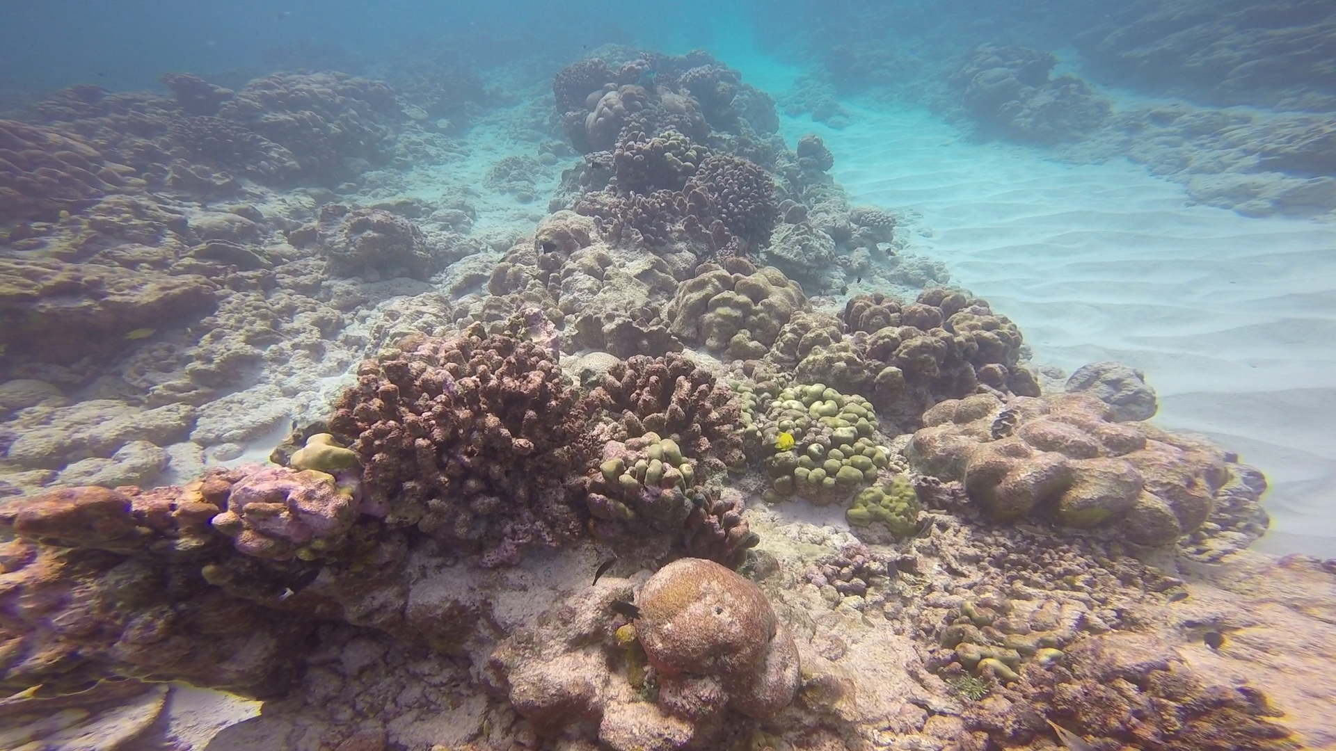 Dead coral reefs during a dive at Christmas Island on April, 2016.