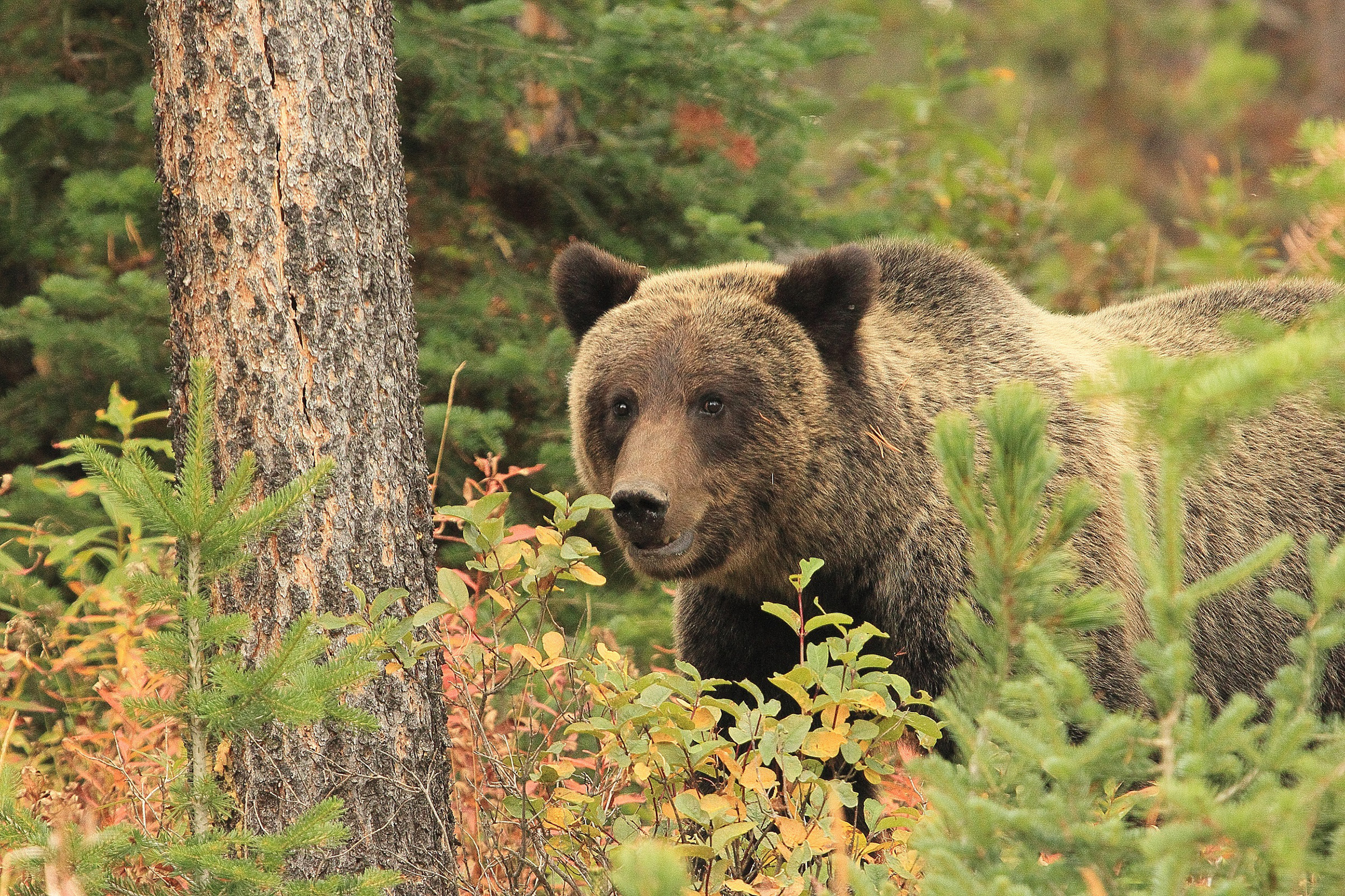 Grizzly bears (Ursus arctos), like this one photographed on the Bridger-Teton National Forest in Wyoming, require large areas to roam and tend to favor mesic, meadow and shrub habitats where there is ample food. (Credit: U.S. Forest Service)