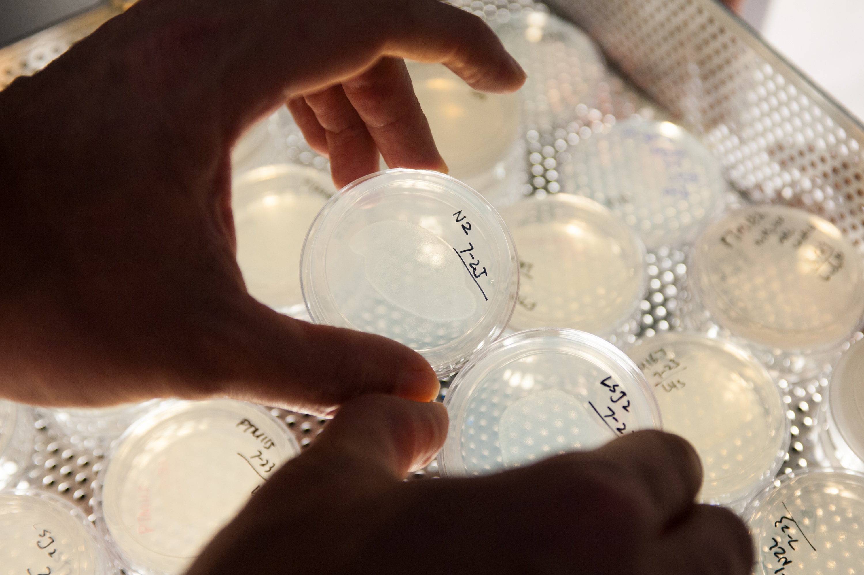 Patrick McGrath holds up dishes with two lab strains of the C. elegans roundworm. Strain LSJ2 (dish on right) dramatically changed its survival strategy to live longer and have fewer offspring due to a tiny mutation on its NURF-1 gene. Researchers at Georgia Tech confirmed the effects of the mutation by duplicating it in lab strain N2 (dish on left) via an injection with CRISPR Cas9. 