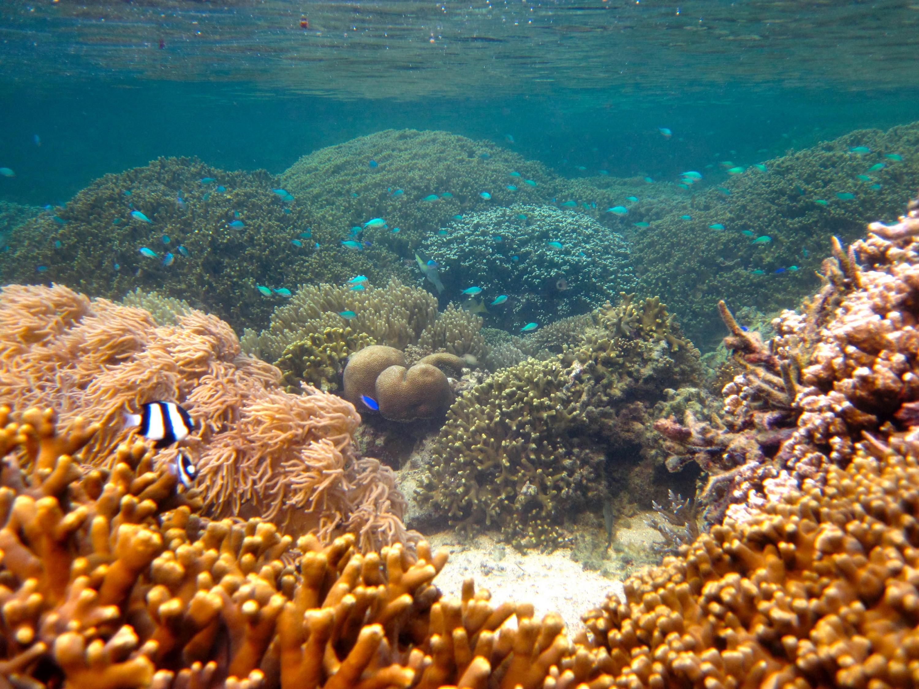 Fishes and healthy coral show the benefits of marine protected areas designed to protect reef ecosystems. (Credit: Cody Clements, Georgia Tech) Fishes and healthy coral show the benefits of marine protected areas designed to protect reef ecosystems. (Credit: Cody Clements, Georgia Tech)