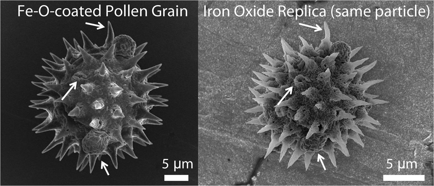 Scanning electron microscope images show a pollen particle (left) that has been coated with iron oxide and a replica of the same particle (right) after firing at 600 degrees Celsius to remove the organic material and crystallize the iron oxide. Arrows point to features that were preserved by the process. (Image courtesy of Brandon Goodwin and Ken Sandhage)