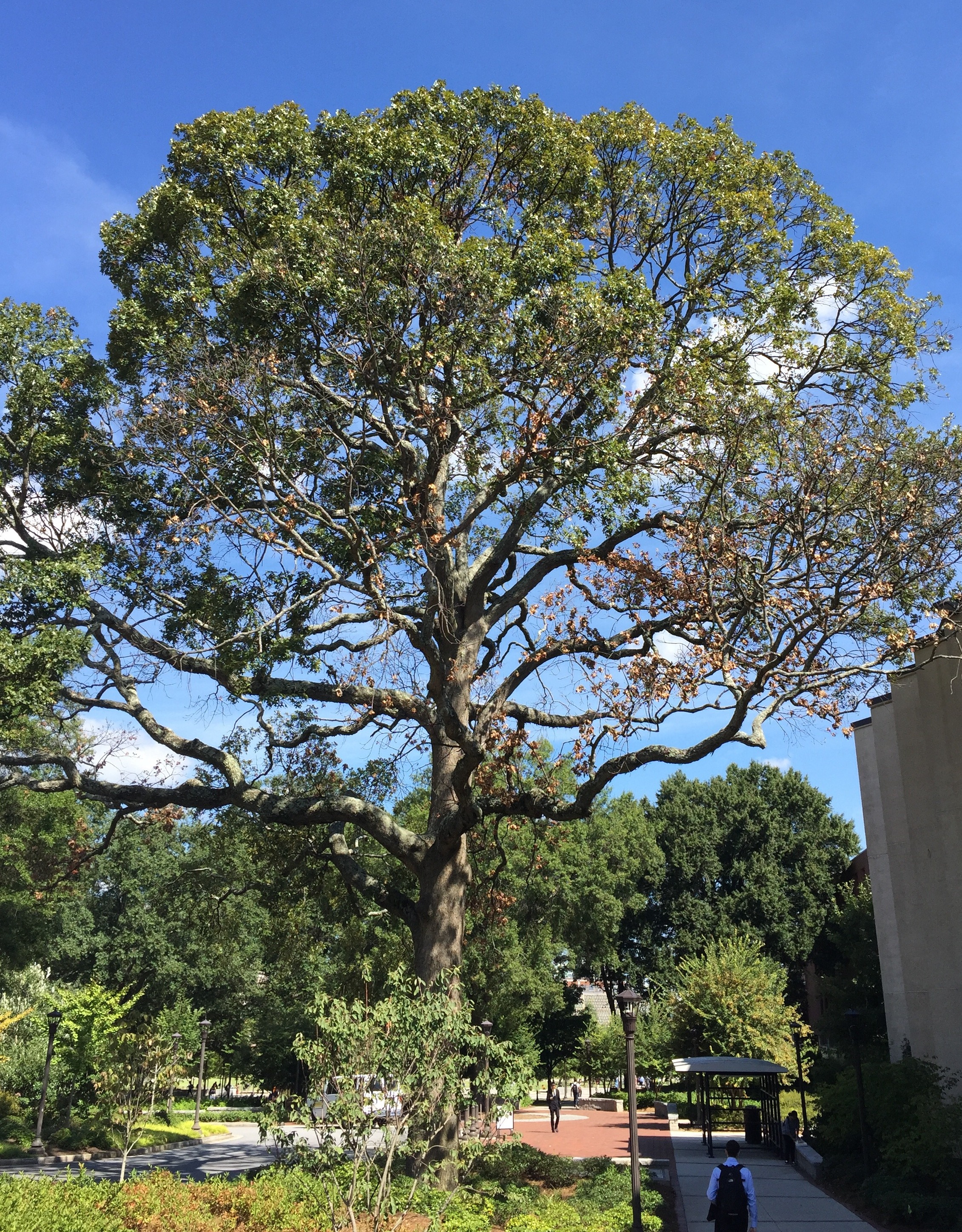 A 34-inch caliper Post Oak located at the transit hub on the south side of the Student Center is scheduled to be removed on Sept. 19. Tech’s Landscape Services department had an independent risk assessment and recommendation report conducted by Bartlett Tree Experts in August, and it was determined that, structurally, the tree has failed: 40 percent of its limbs are dead, and it is suffering from waterlog root decay. This tree has been deemed a high failure-high risk. A 34-inch caliper Post Oak located at the transit hub on the south side of the Student Center is scheduled to be removed on Sept. 19. Tech’s Landscape Services department had an independent risk assessment and recommendation report conducted by Bartlett Tree Experts in August, and it was determined that, structurally, the tree has failed: 40 percent of its limbs are dead, and it is suffering from waterlog root decay. This tree has been deemed a high failure-high risk.