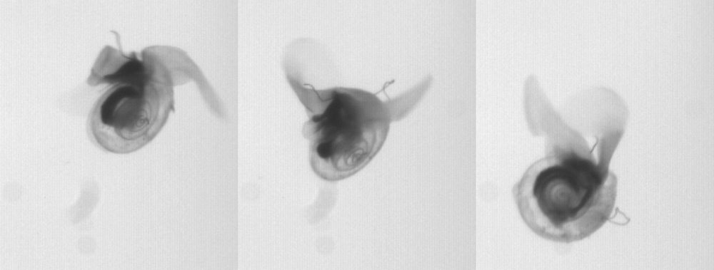 Sea butterflies, or Limacina helicina, is a zooplankton snail that lives in cold oceans. Sea butterflies, or Limacina helicina, is a zooplankton snail that lives in cold oceans.