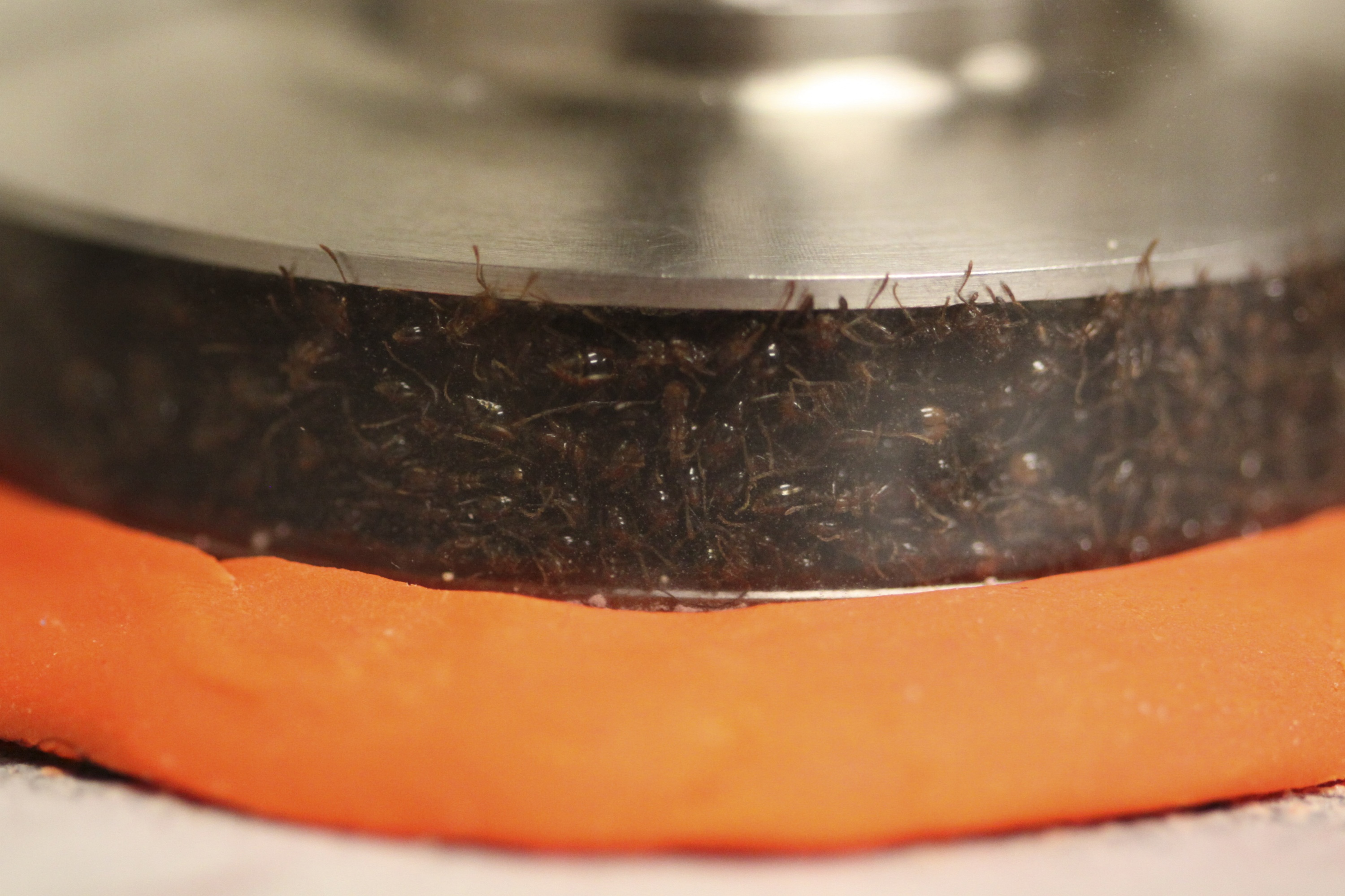 Ants were put in a rheometer, a machine used to test the solid-like and liquid-like response of materials such as food, hand cream or melted plastic. Ants were put in a rheometer, a machine used to test the solid-like and liquid-like response of materials such as food, hand cream or melted plastic.