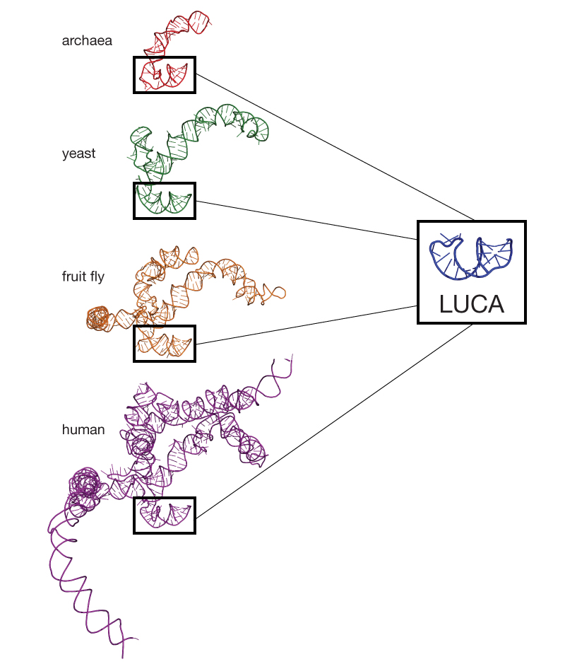 In a new study, scientists compared three-dimensional structures of ribosomes from a variety of species of varying biological complexity, including humans, yeast, bacteria and archaea. The researchers found distinct fingerprints in the ribosomes where new structures were added to the ribosomal surface without altering the pre-existing ribosomal core, which originated over 3 billion years ago before the last universal common ancestor (LUCA) of life. Credit: Loren Williams/Georgia Institute of Technology.