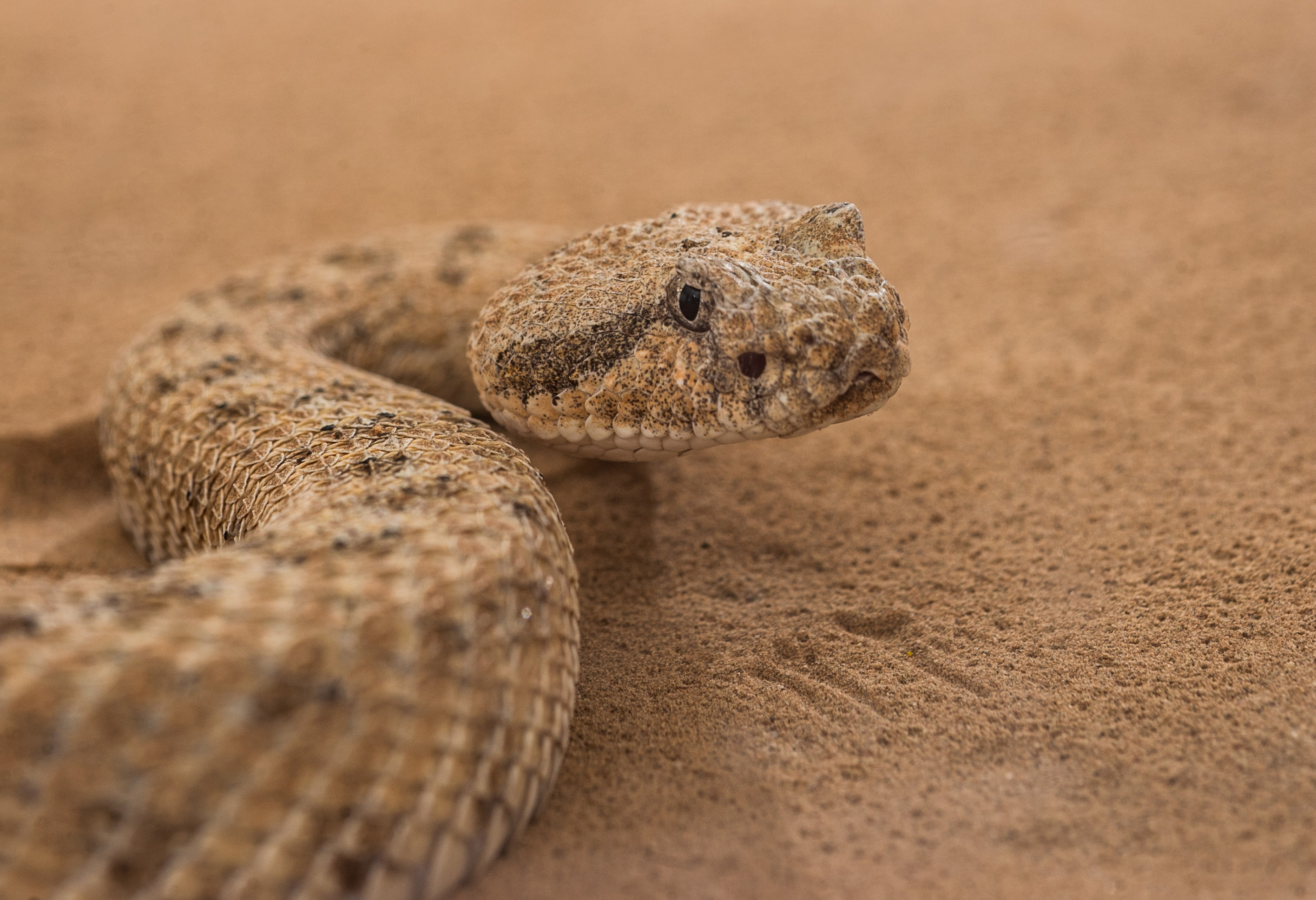 A sidewinder snake is shown in a sand-filled trackway at Zoo Atlanta. Researchers from Georgia Tech, Carnegie-Mellon University, Zoo Atlanta and Oregon State University studied the snakes to understand the unique motion they use to climb sandy slopes. (Credit: Rob Felt)