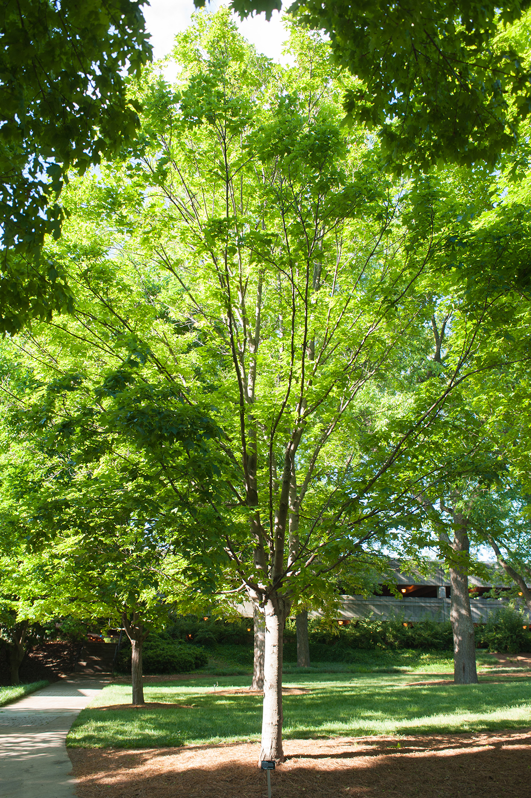 A Sugar Maple tree on Georgia Tech's campus