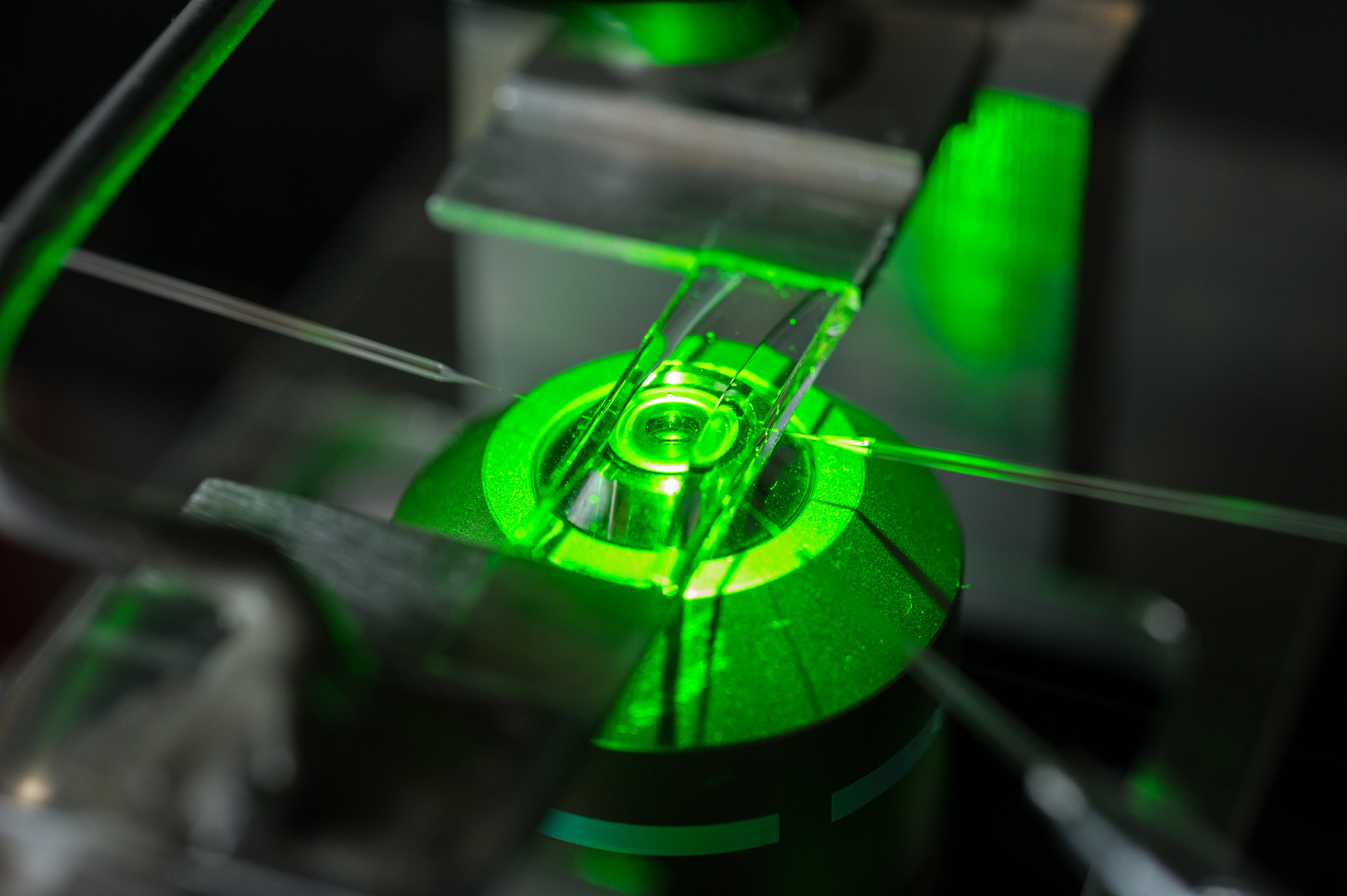 Image shows the experimental chamber used for T-cell force research, with three glass micropipettes shown under green light illumination. (Georgia Tech Photo: Rob Felt)