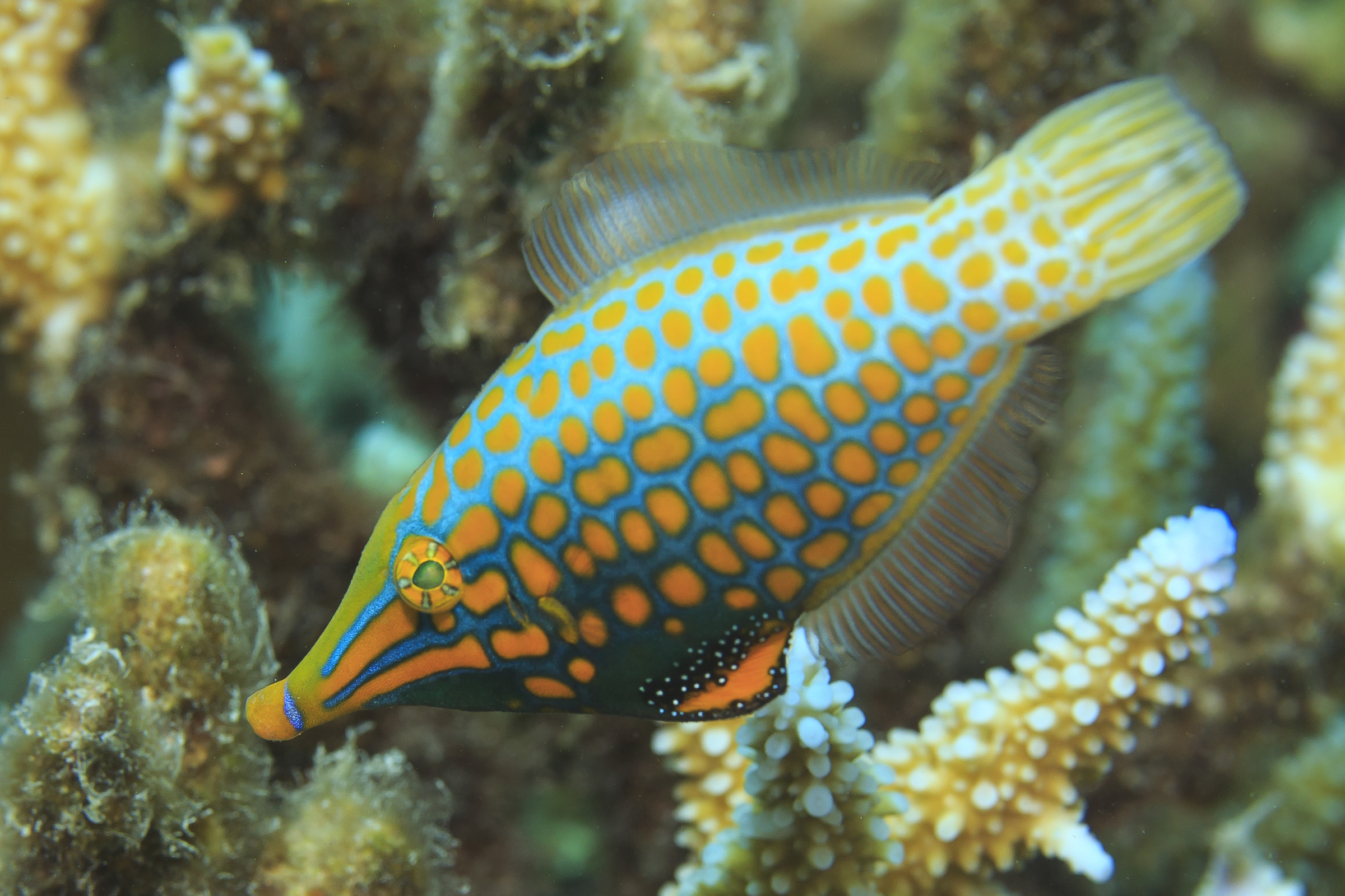 A filefish, pictured here, can create chemical camouflage by feeding on coral reefs. Credit: Tane Sinclair-Taylor A filefish, pictured here, can create chemical camouflage by feeding on coral reefs. Credit: Tane Sinclair-Taylor