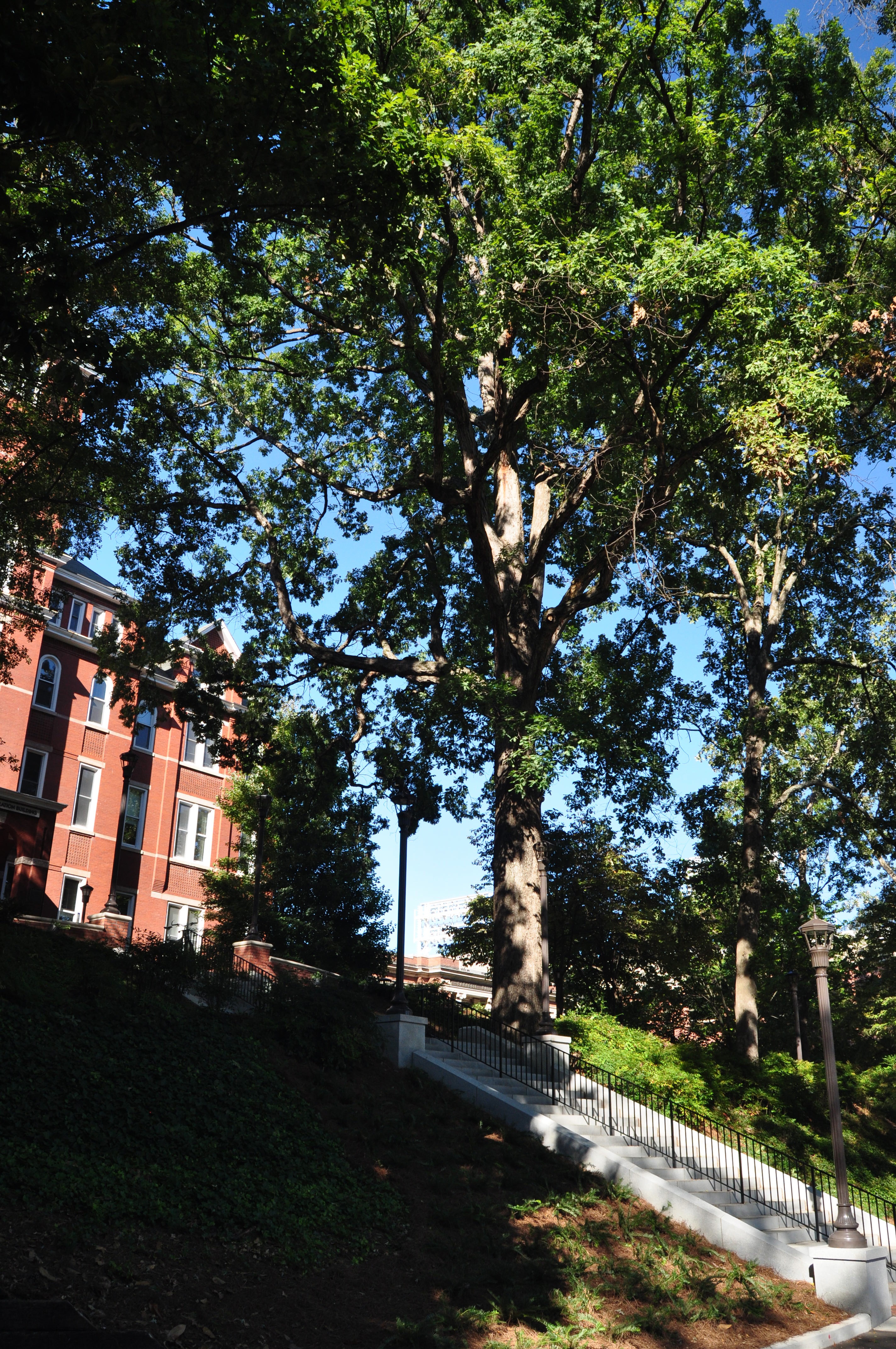 The White Oak (Quercus alba) near Tech Tower Lawn is one of the oldest and largest trees in Atlanta metro area. It can be seen in images of Tech Tower circa 1888. According to the USDA Forest Services i-Tree calculations, this tree alone has the carbon storage capacity of 11,177 lbs – the same amount of energy released when burning 2,092 gallons of gasoline. A tree of this size typically sequesters an additional 217 lbs of carbon every year. Energy calculations generated using www.epa.gov/cleanenergy/en The White Oak (Quercus alba) near Tech Tower Lawn is one of the oldest and largest trees in Atlanta metro area. It can be seen in images of Tech Tower circa 1888. According to the USDA Forest Services i-Tree calculations, this tree alone has the carbon storage capacity of 11,177 lbs – the same amount of energy released when burning 2,092 gallons of gasoline. A tree of this size typically sequesters an additional 217 lbs of carbon every year. Energy calculations generated using www.epa.gov/cleanenergy/en