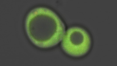 A tailor-made ratiometric sensor makes a baker's yeast cell light up green, as Georgia Tech scientists use it to track the movements of the essential toxin heme.