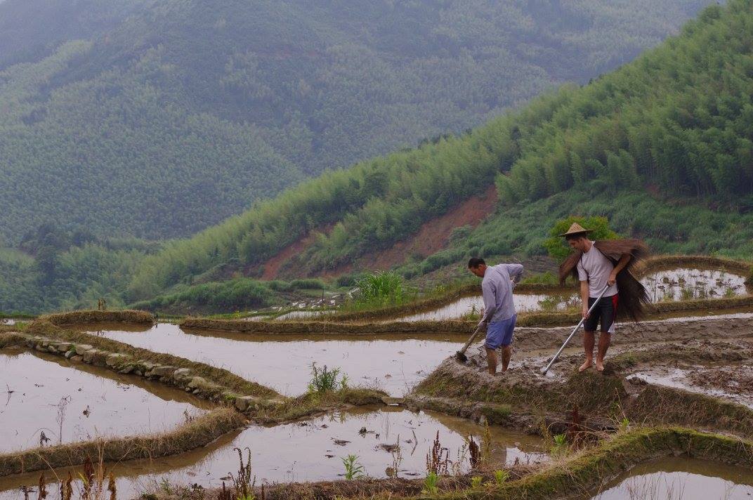 raslawski at a rice paddy farm in china
