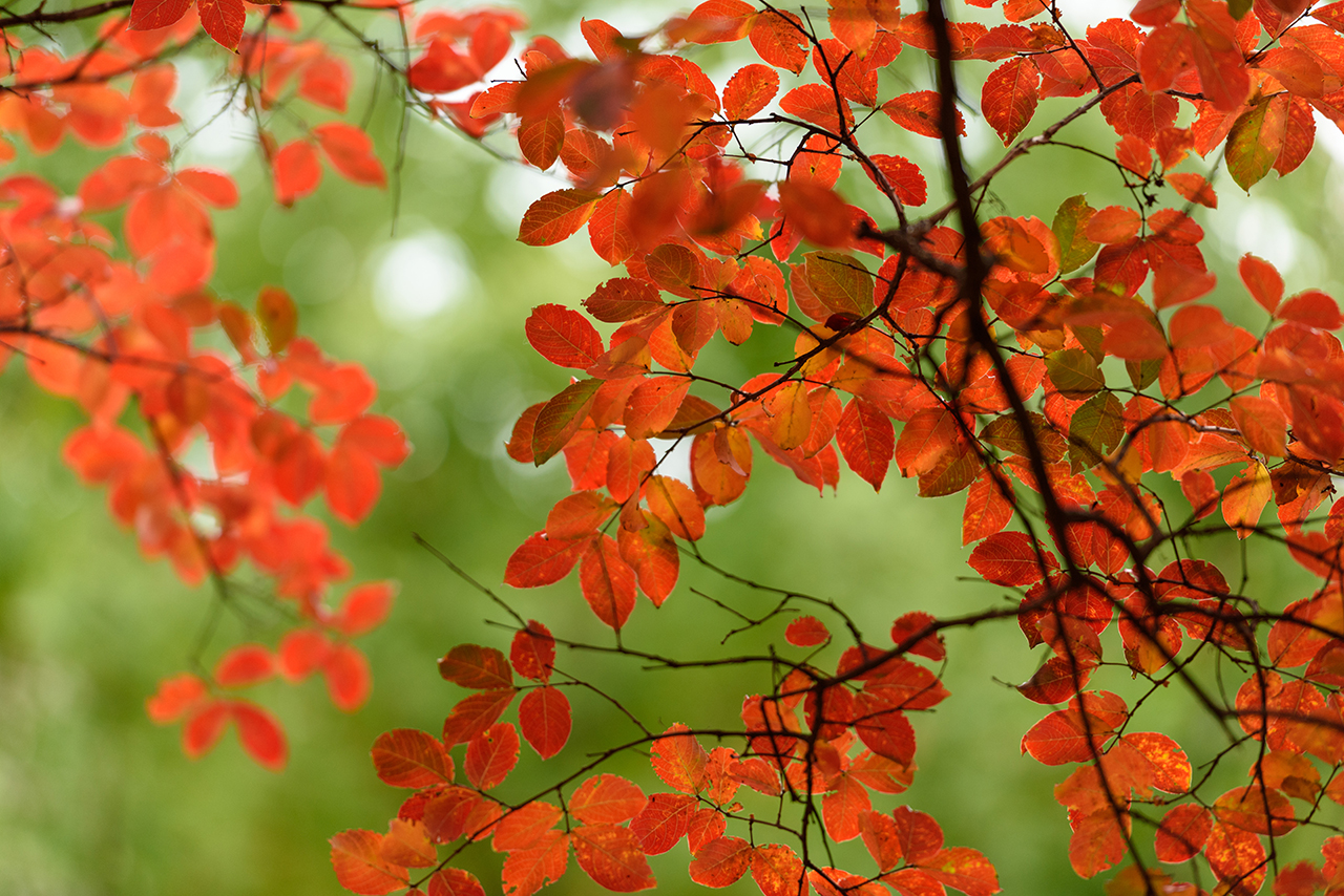 red leaves on green background