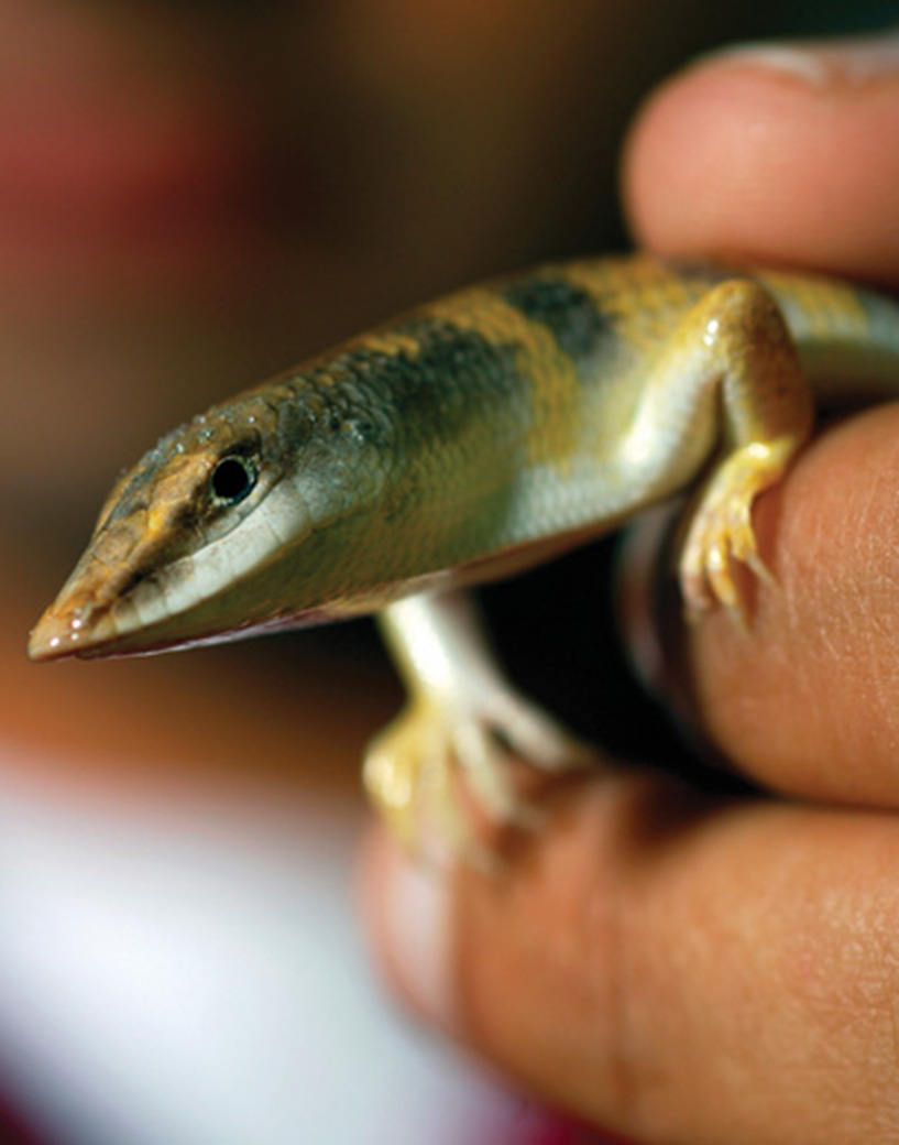 Georgia Tech's robotics team studied how sandfish move over sand.