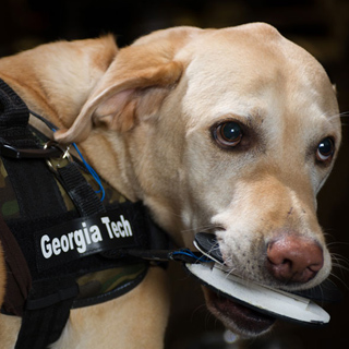 A golden labrador wears a vest