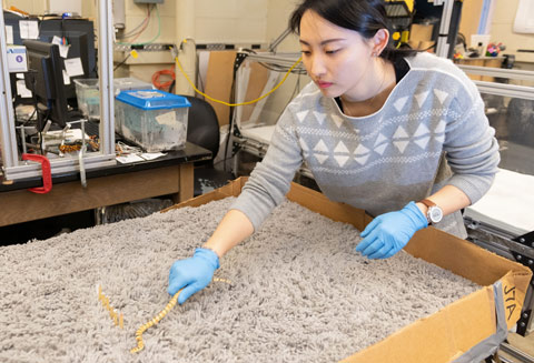 Georgia Tech undergraduate student Lillian Chen demonstrates how she and colleague Alex Hubbard studied snakes as they moved through an arena covered with shag carpet to mimic sand. (Photo: Allison Carter, Georgia Tech)