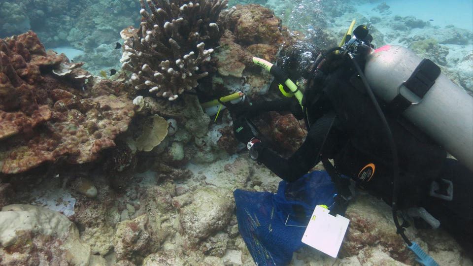 Scuba diver on a coral reef