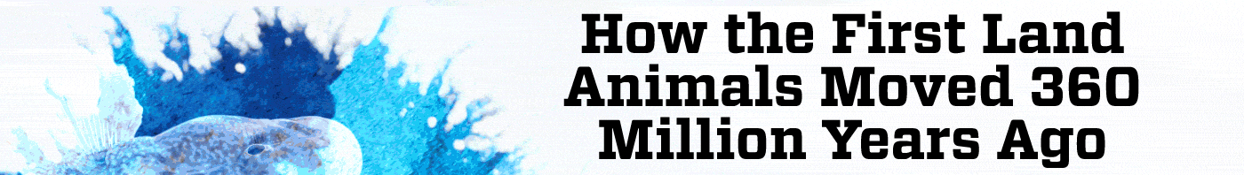 how the first land animals moved 360 million years ago