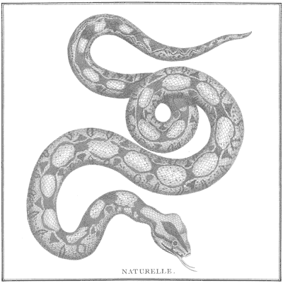 illustration of a snake