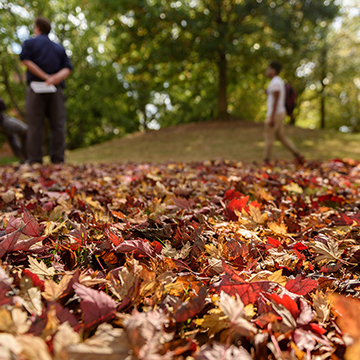 leaves on the ground