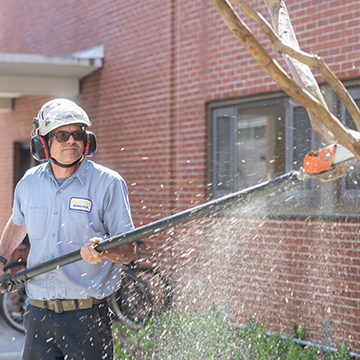 tree trimming