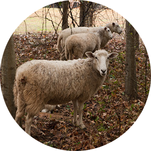 Sheep Manage Campus Kudzu