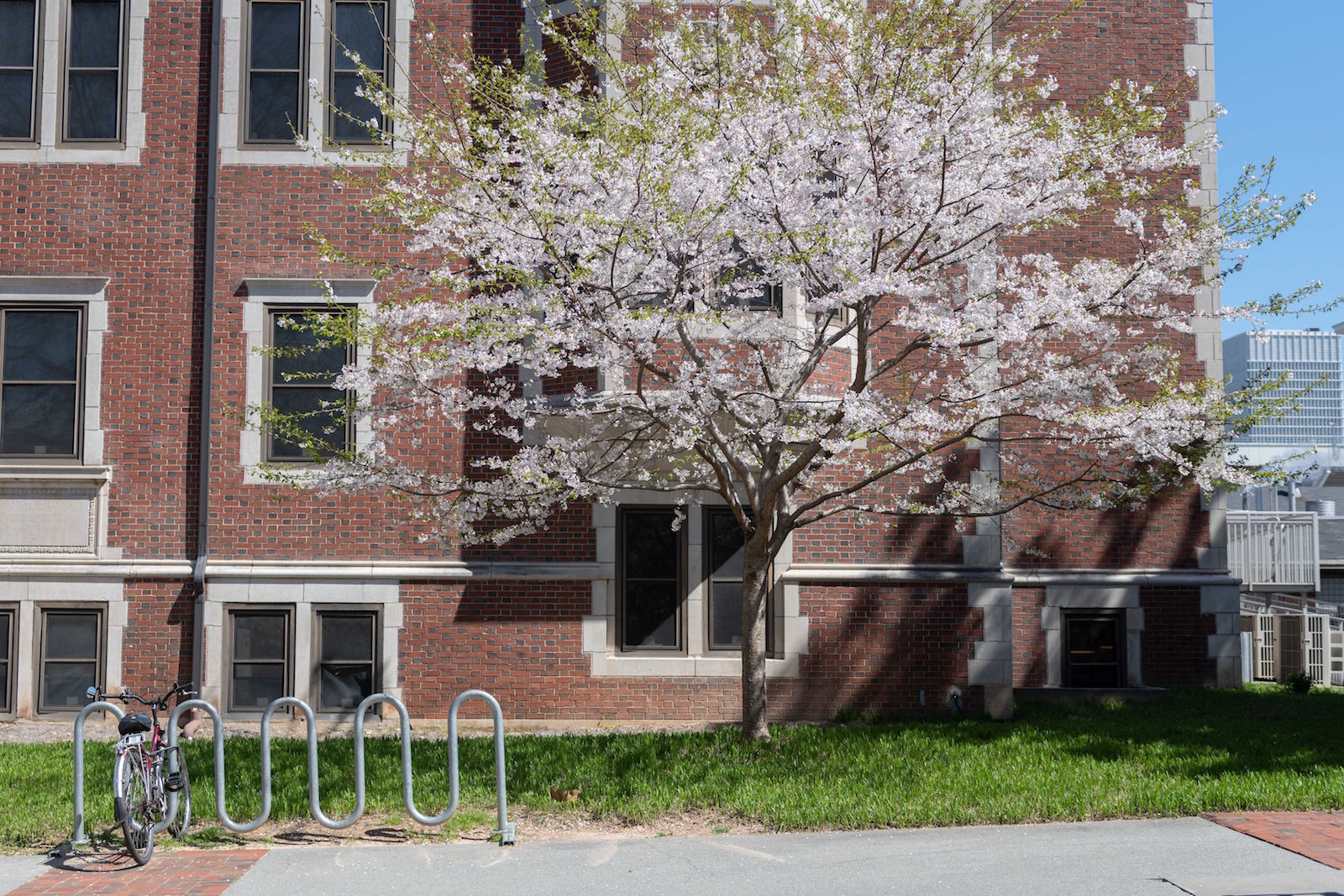Cherry blossoms on Cherry Street