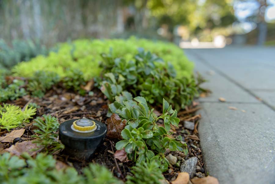 The rooftop garden of Clough Commons is irrigated with reclaimed water.
