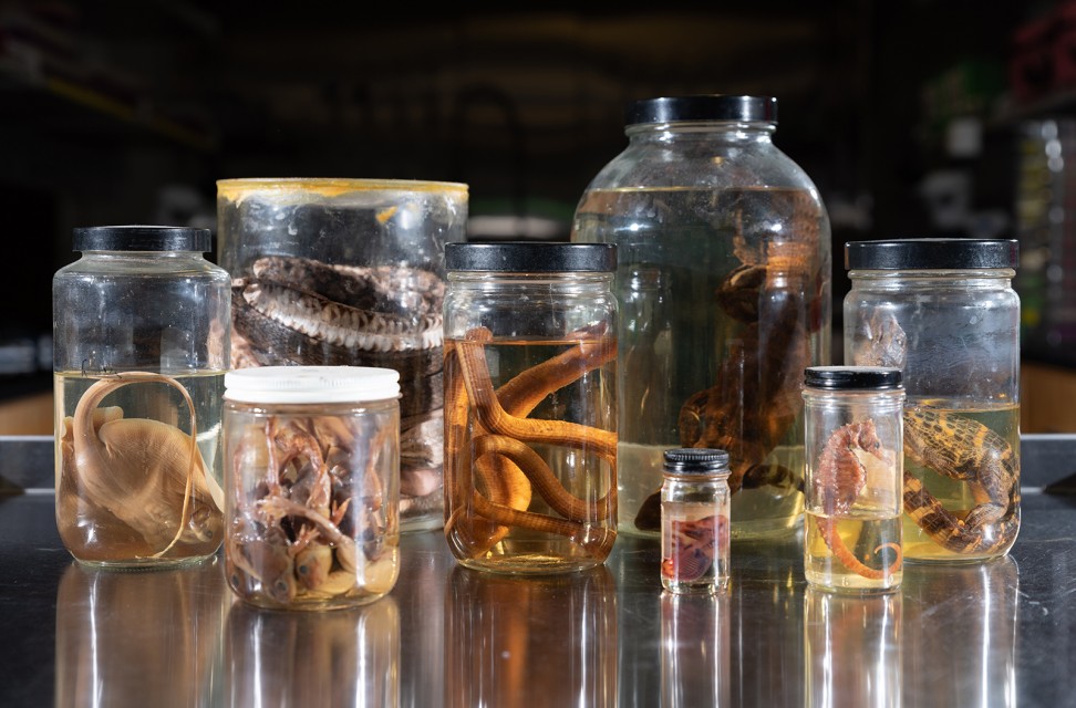 The Biology Prep Lab has a vintage collection of fluid-preserved specimens. The lack of information about where the specimens were collected makes them more valuable for education than research.