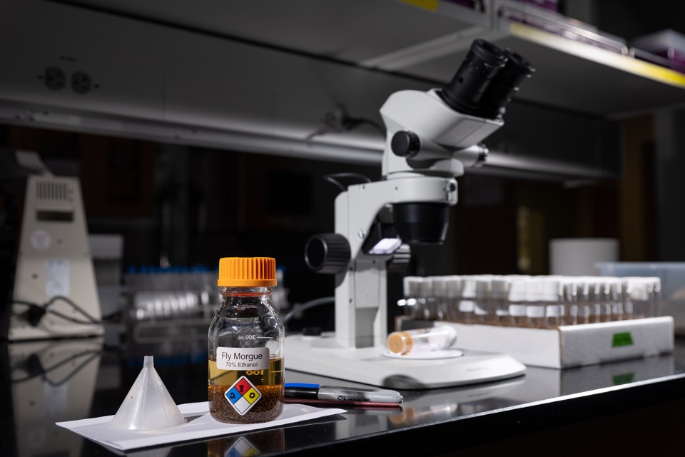 Common fruit fly (Drosophila melanogaster) cultures are examined under a dissecting microscope.