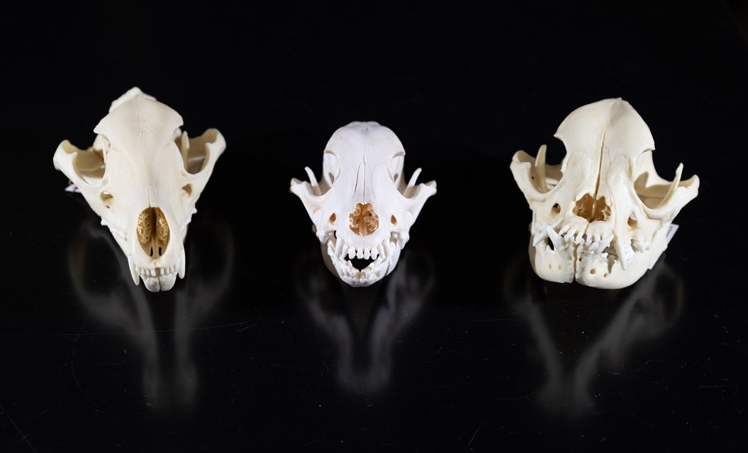 Skulls (L-R): This collection illustrates convergent evolution between distantly related species: Tasmanian wolf (extinct), domestic dog, and shows the dramatic effects of artificial selection on the English bulldog. (Go Jackets!)