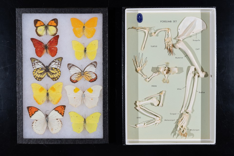 Display of butterflies and a forelimb set comparing anatomy across major vertebrate groups.
