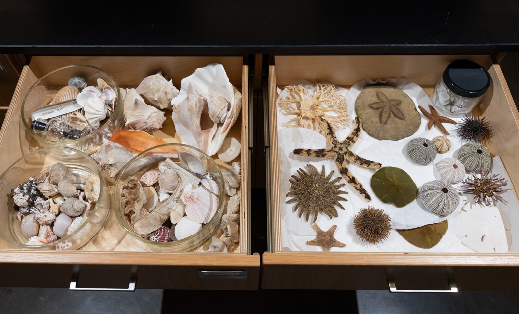 Under the sea: a collection of gastropods, bivalves, and echinoderms.