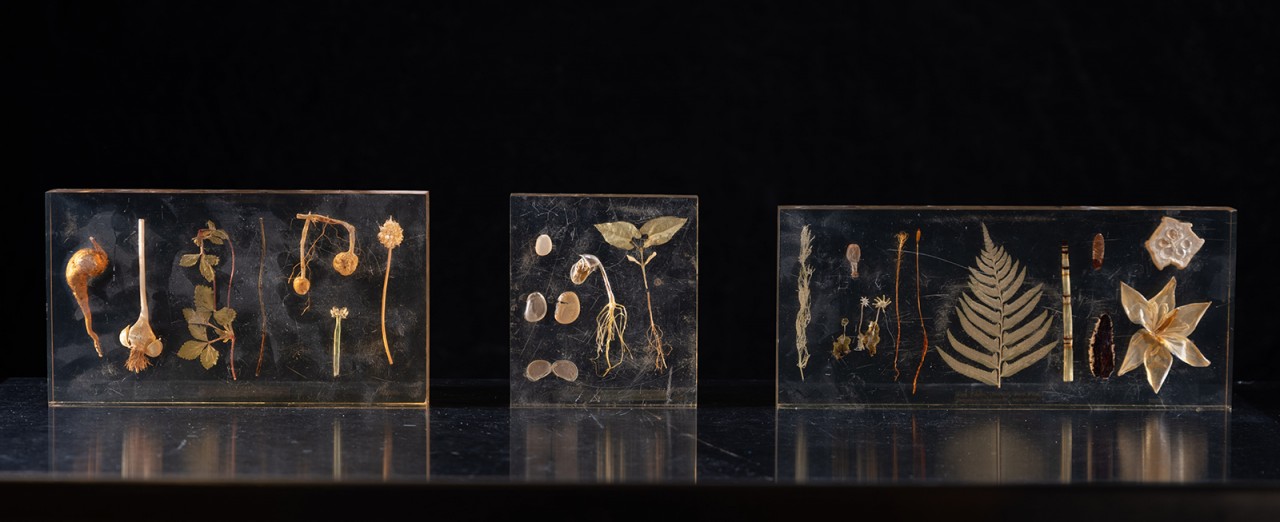 In resin (L-R): plant reproduction-vegetative; bean germination; and plant reproduction-fruiting.