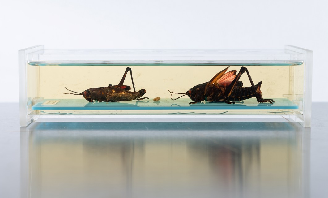 Grasshoppers in liquid preservative.